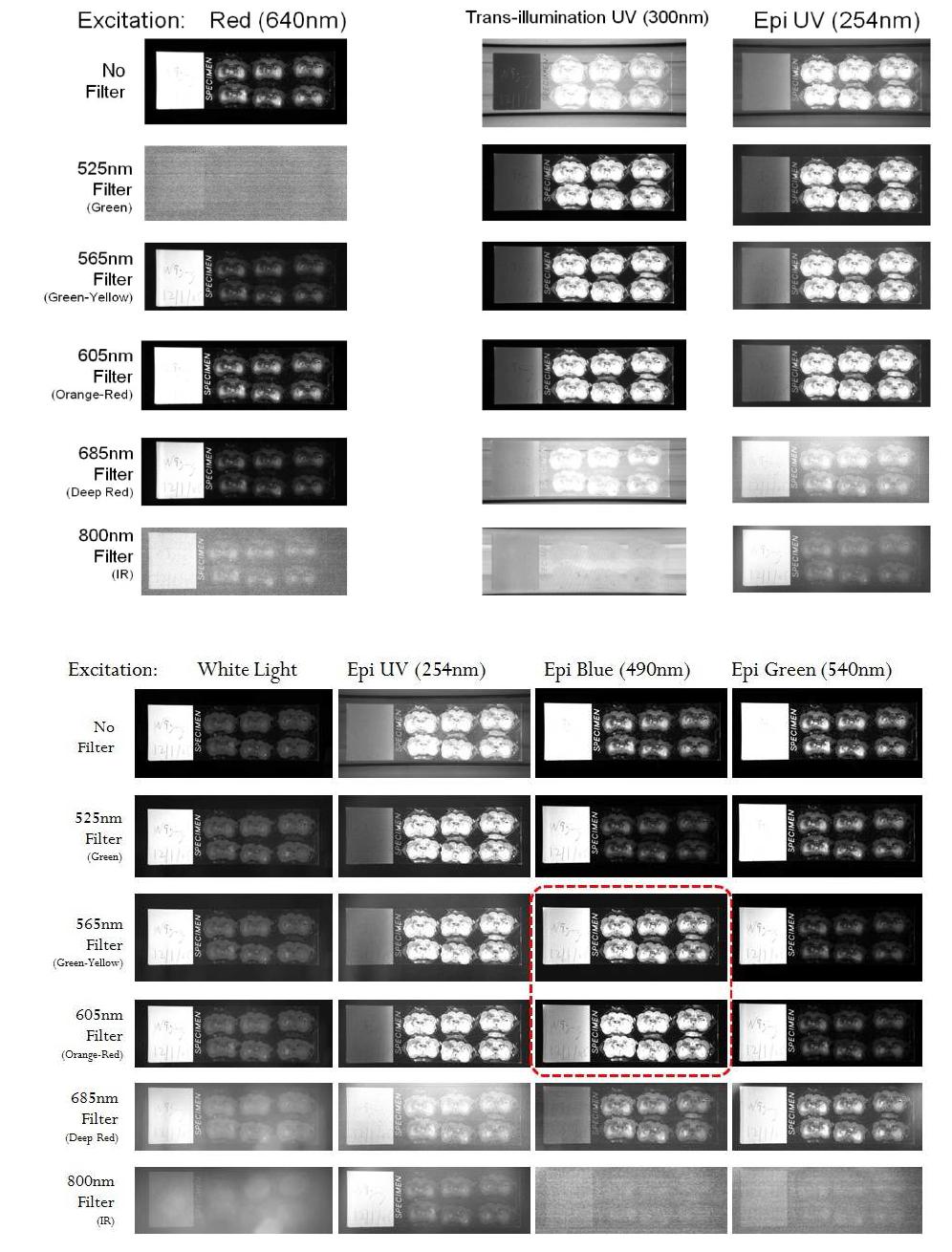 Series of optical responses of the rat brain slices.