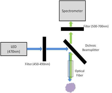 Schematic diagram of fluorescence measurement experiment