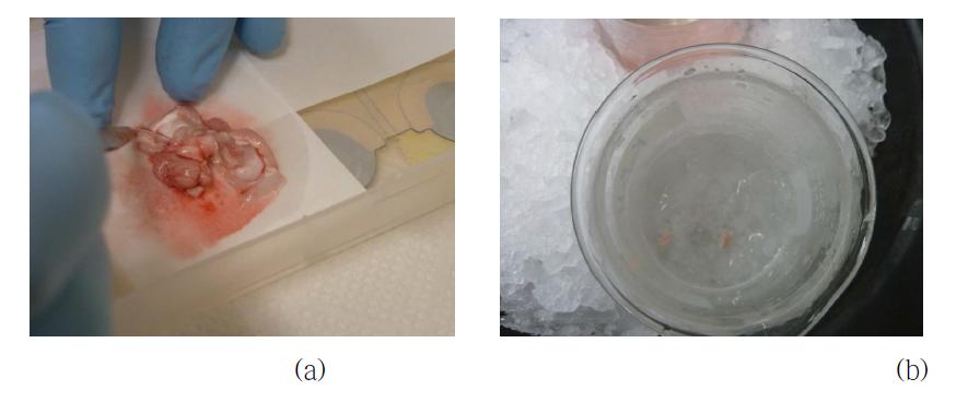 Images of (a) brain dissecting process and (b) brain slices in cold Krebs buffer.