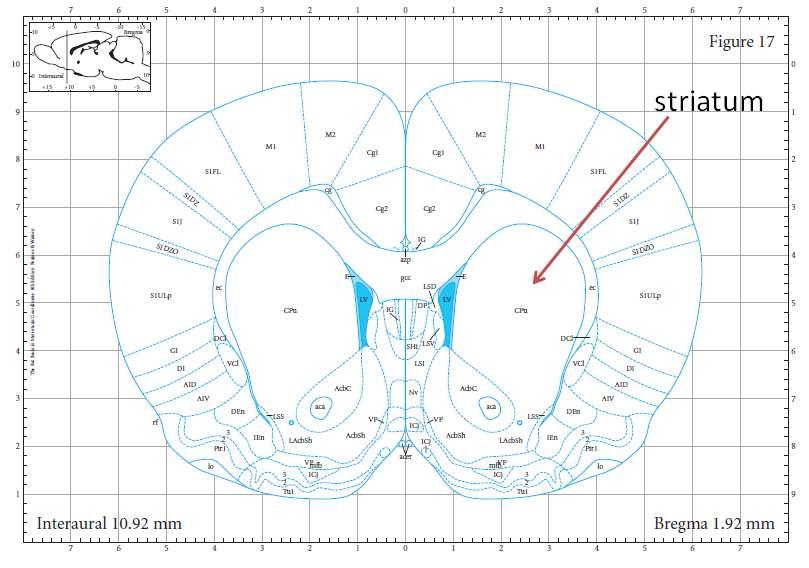 Rat brain atlas showing the striatum area.