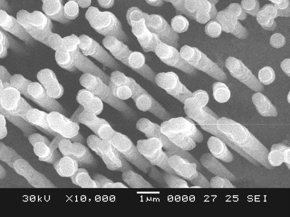 SEM image of vertically grown nanowires and their network.