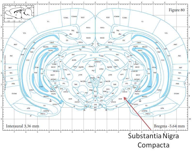 Rat brain atlas showing the Substantia Nigra Compacta area.