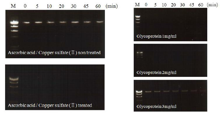 Agarose gel electrophoresis of damaged DNA by Cu(II)-ascorbic acidand the protective effect of glycoprotein from S. japonica