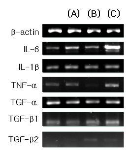 Expression of cytokine mRNA by β-glucan treatment in the presenceof LPS in IEC 6 cell line.