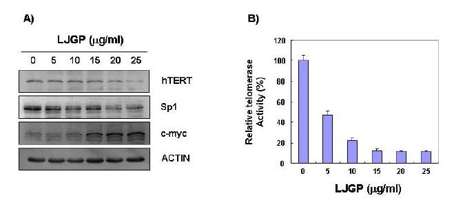 Effects of LJGP on the expression of telomerase reverse transcriptase (hTERT), Sp1, and c-Myc and the activity of telomerase in AGS human gastric cancer cells