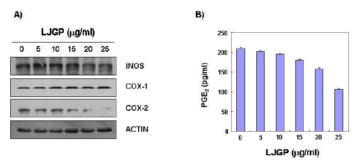 Effects of LJGP on the expression of inducible nitric oxide synthase (iNOS) and cyclooxygenases (COXs), and production of prostaglandin E2 in AGE human gastric cancer cells