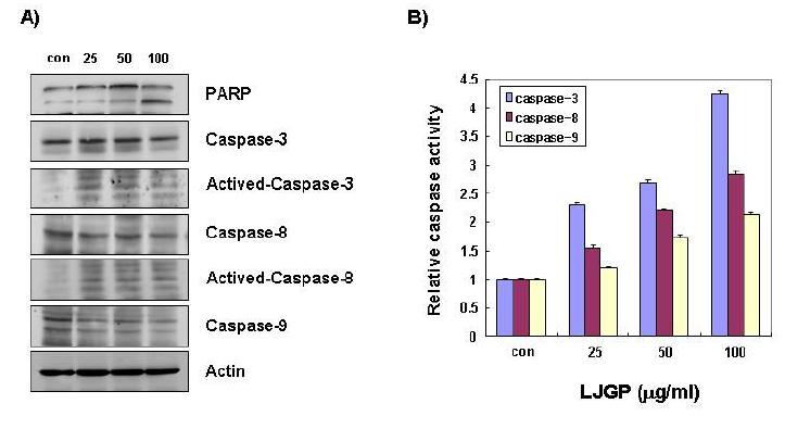 Effects of LJGP on the expression of poly (ADP-ribose) polymerase (PARP) and caspases, and activities of caspases in HCT-116 and HT-29 human colon cancer cells