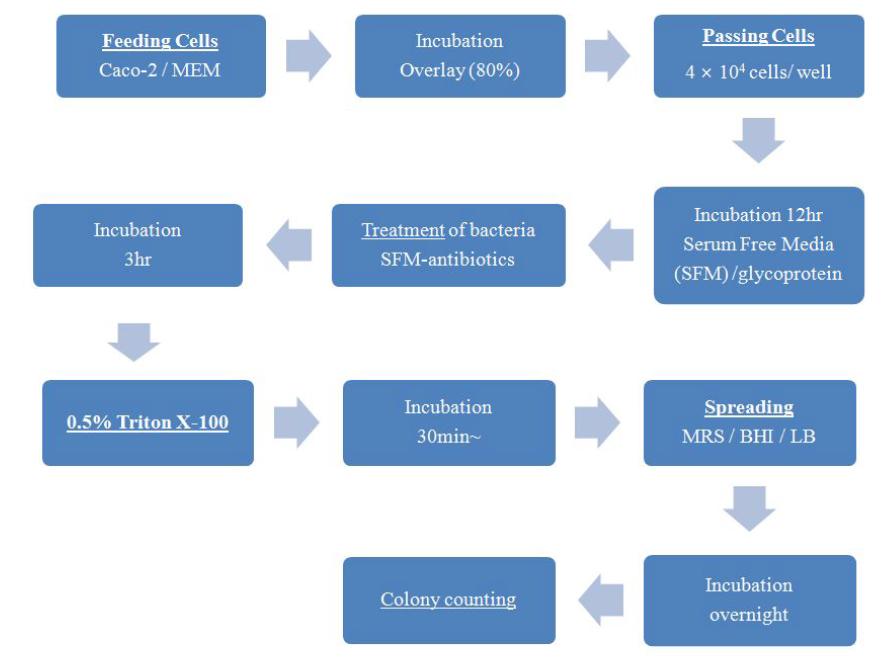 Flow diagram for the adhesion assay