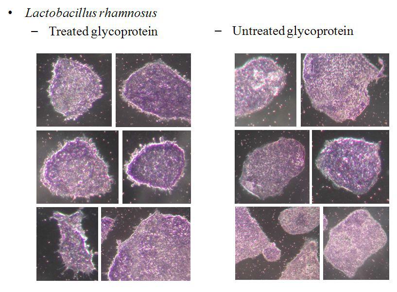 Adhesion of L. rhamnosus to human intestinal cell line Caco-2 underabsence or presence of glycoprotein