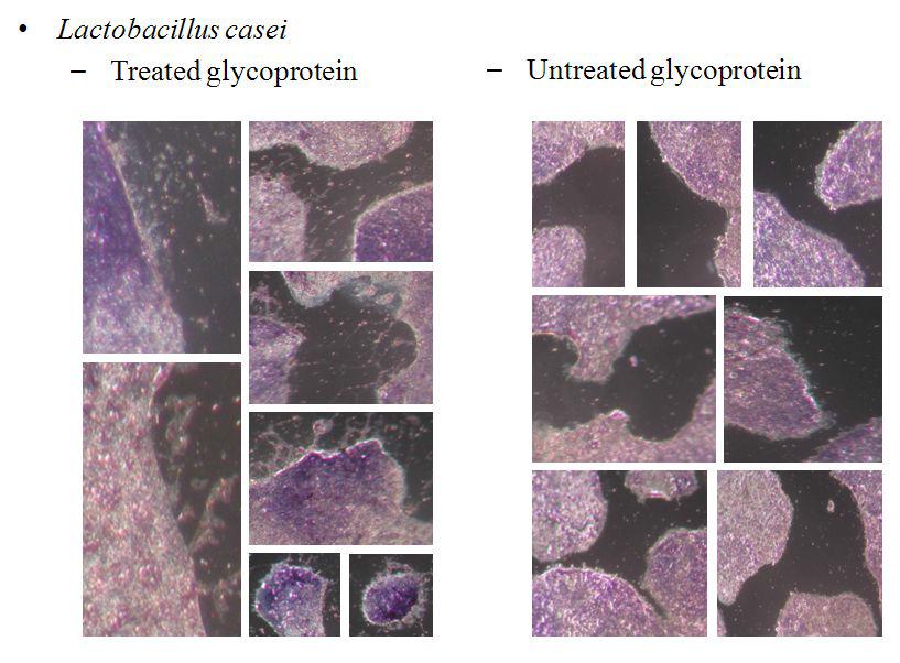 Adhesion of L. caseito human intestinal cell line Caco-2 under absenceor presence of glycoprotein