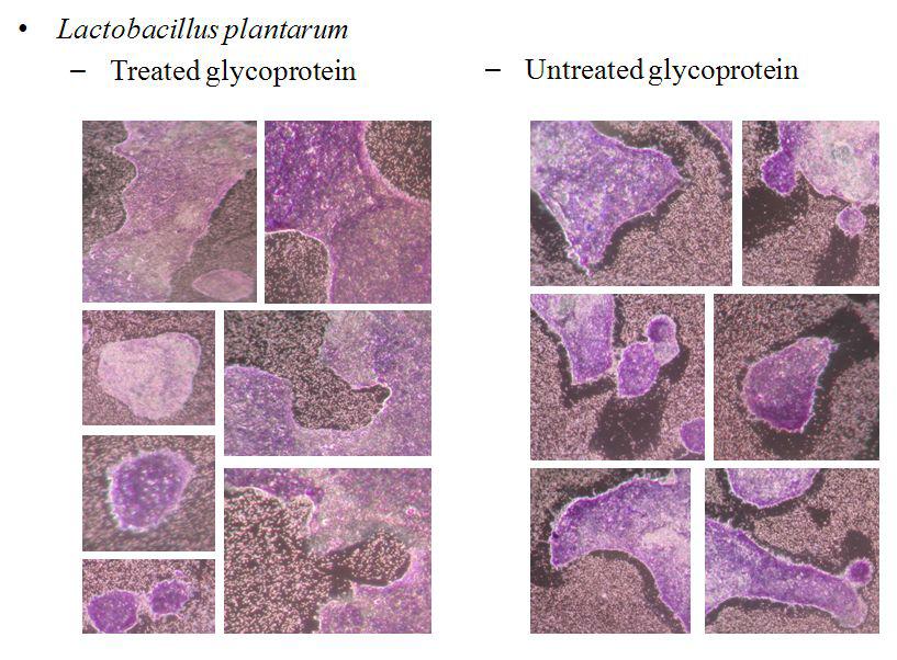 Adhesion of L. plantarum to human intestinal cell line Caco-2 underabsence or presence of glycoprotein