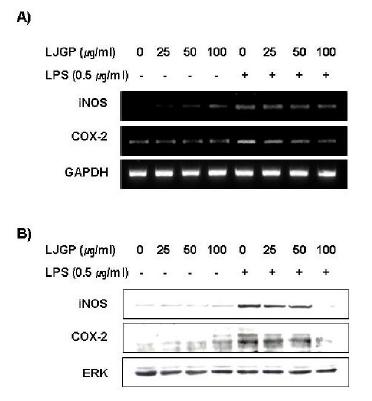 Inhibition of iNOS and COX-2 expression by LJGP in LPS-activatedBV2 microglia