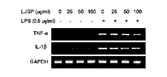 Inhibition of the expression IL-1β and TNF-α mRNA by LJGP inLPS-activated BV2 microglia