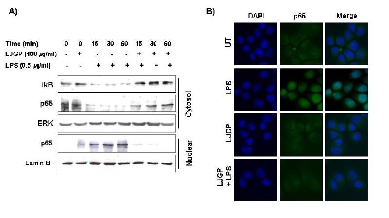 Inhibition of NF-kB activation and IkB degradation (A) and NF-kBtranslocation from cytosol into nucleus (B) by LJGP in LPS-activated BV2 microglia