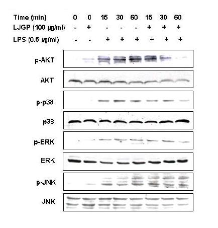 Effects of LJGP on the activation of PI3K/Akt and MAPKs signalingpathways in LPS-activated BV2 microglia