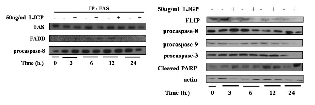 Effects of LJGP on FAS signaling pathway