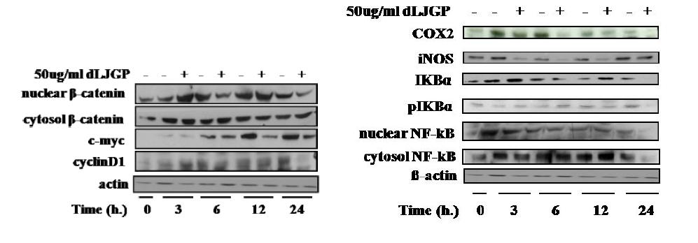 Effects of LJGP on NF-κB signaling pathway