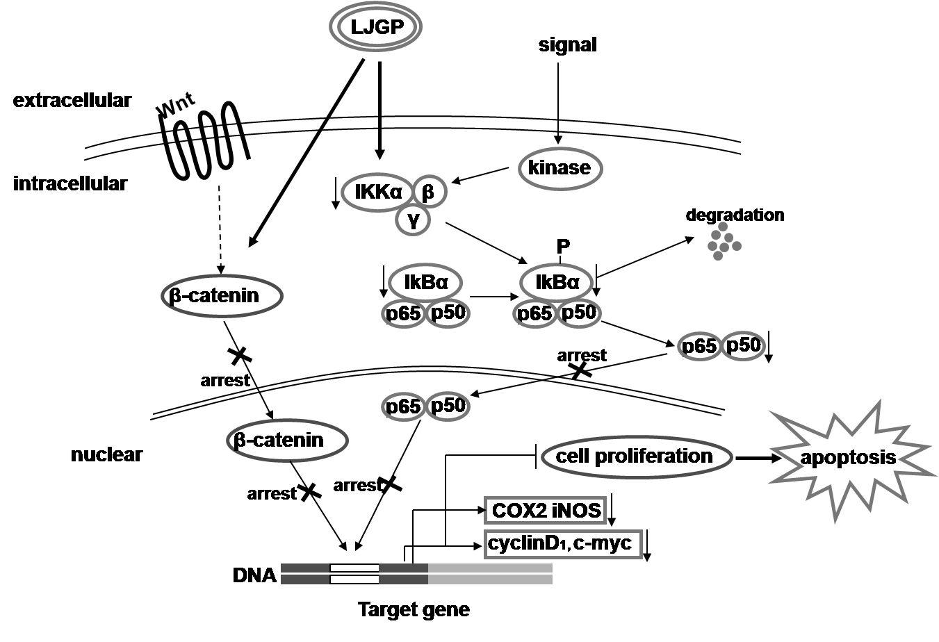 The proposed model of LJGP-induced cell death