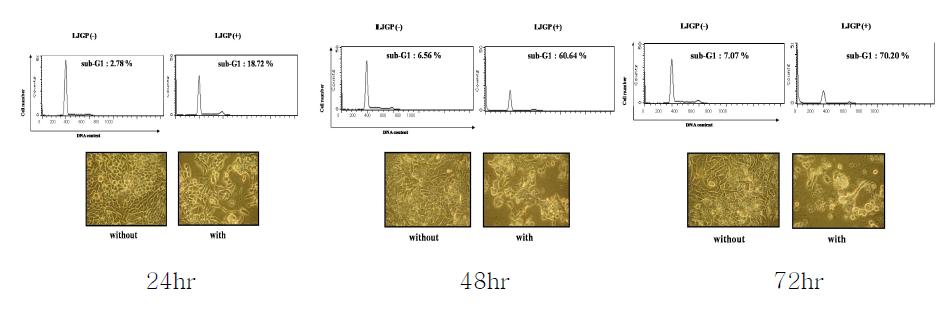 Effect of LJGP on the cell cycle