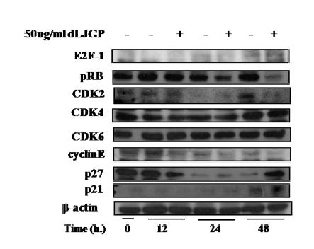 Effect of LJGP on the cell cycle-related protein