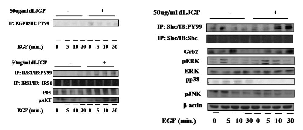 Effect of LJGP on EGFR signaling pathway