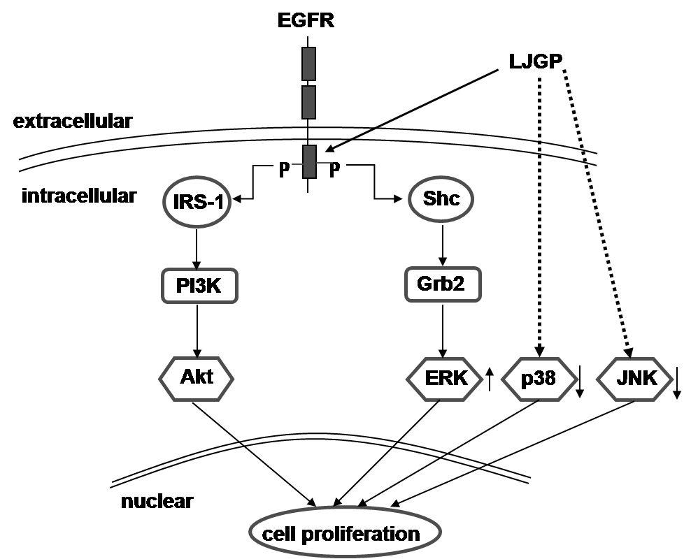 The proposed model of LJGP-induced cell proliferation