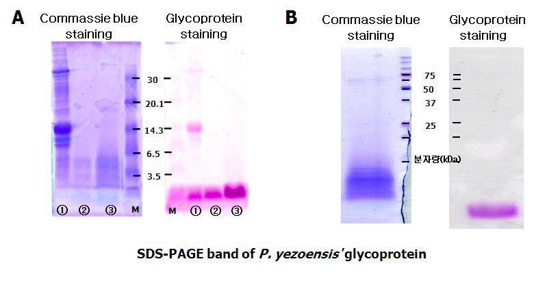 The SDS-PAGE profiles of PGP