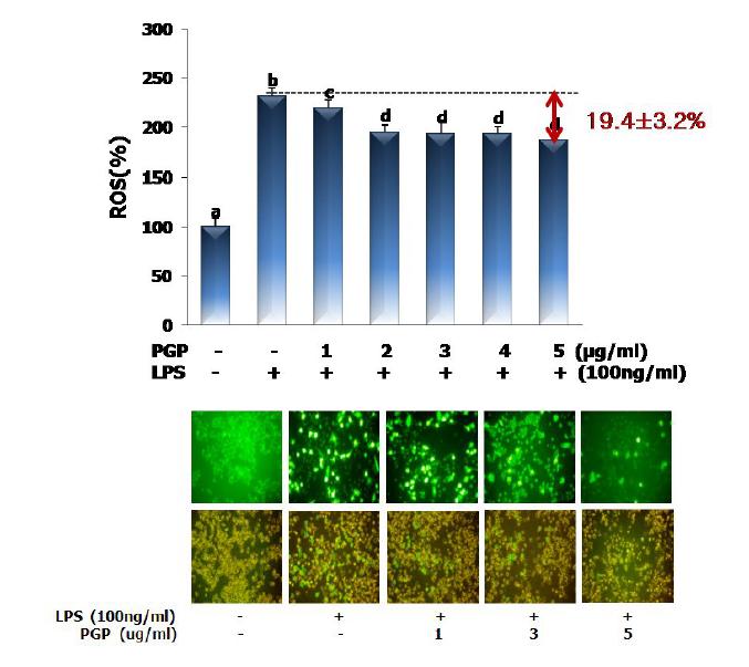 Effect of PGP on ROS production in RAW264.7 cells