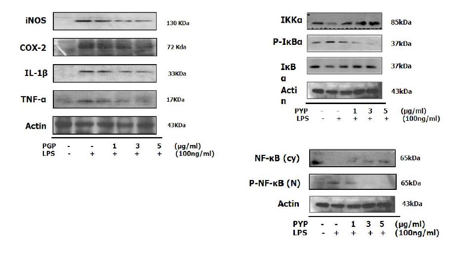 Effect of PGP on imflamatory signaling pathway