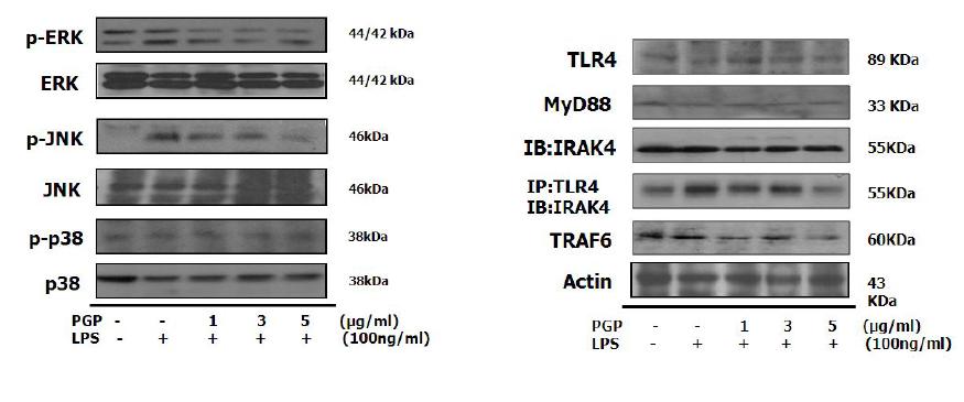 Effect of PGP on MAPK and TLR4 signaling pathway