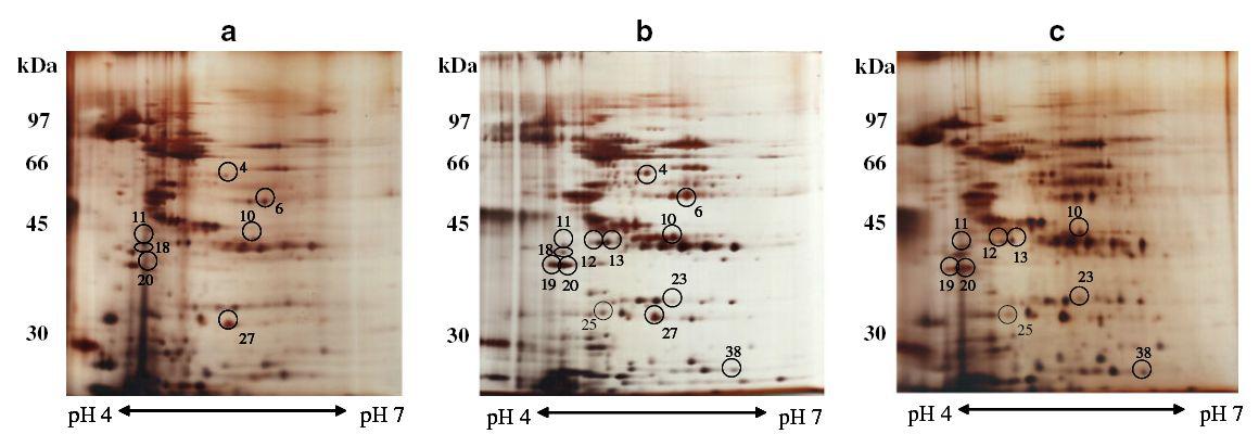 2-DE spot patterns of S. japonica incubated at pH 7.5, pH 8.5,and pH 9.5.