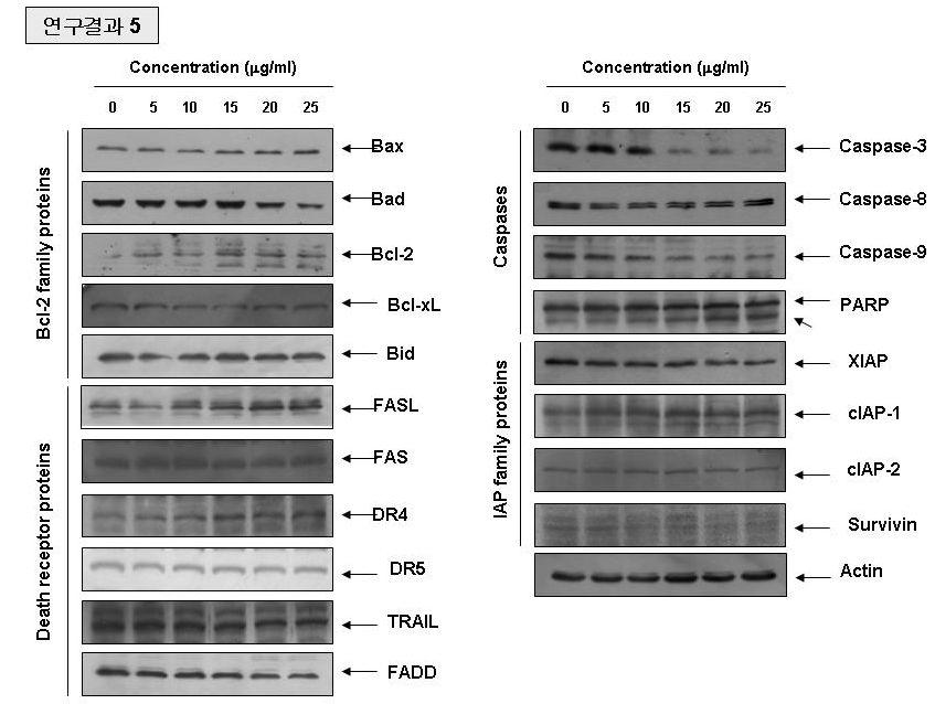 Effects of LJGP on the levels of Bcl-2 family, death-receptor relatedfactors, caspases and IAP family proteins in AGS human gastric cancer cells