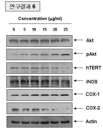 Effects of LJGP on the levels of Akt, pAkt, hTERT, iNOS, COX-1 andCOX-2 proteins in AGS human gastric cancer cells