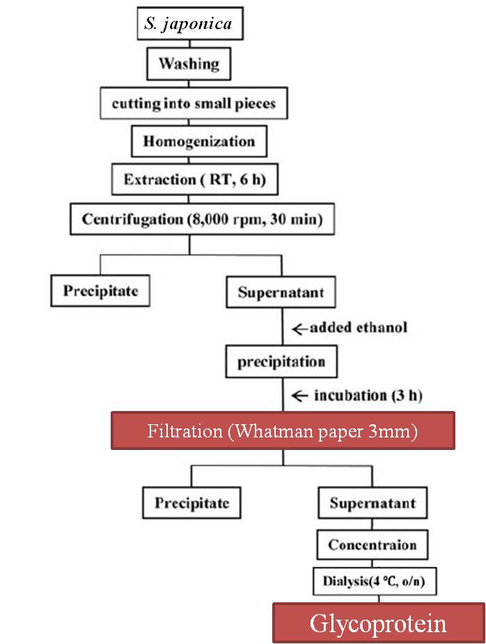 Purification method of glycoprotein from S. japonica