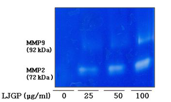 Stimulation of MMP-2 and MMP-9 secretion in HT-29 cells treated with LJGP