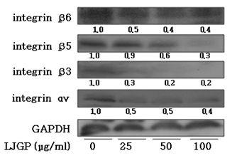 LJGP decreases expression of αν, β3, β5, β6 integrin in HT-29 cells