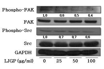 Effects of LJGP on activities of FAK and Src