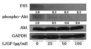 Effects of LJGP on activities of p85 and Akt