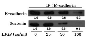 LJGP interferes with E-cadherin-β-catenin linkage formation