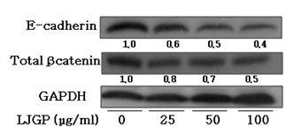 Levels of E-cadherin and -catenin during β LJGP-induced anoikis