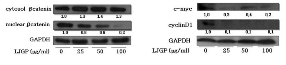 LJGP affects the activities of Wnt signaling pathway