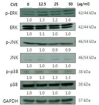 Effects of CVE treatment on MAPK pathway regulators expression in IEC-6 cells