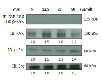 Effects of CVE treatment on IGF-IRβ and FAK/Src complex formation in IEC-6 cells