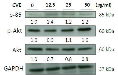 Effects of CVE treatment on PI3K and Akt expression in IEC-6 cells