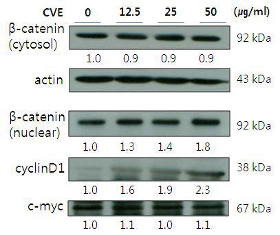 Effects of CVE treatment on canonical Wnt pathway regulatorsexpression in IEC-6 cells