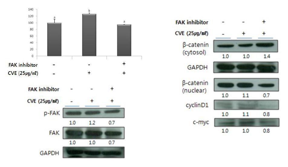 Effect of FAK inhibitor on cell proliferation induced by CVE treatmentin IEC-6 cells