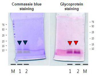 The SDS-PAGE profiles of EGP (M:marker; 1: 100 ug/ml; 2: 200 ug/ml)