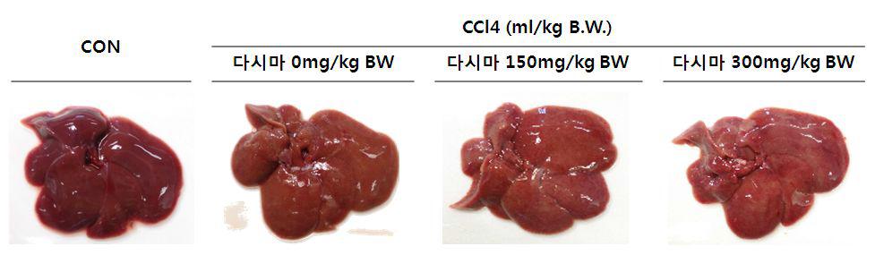 Photograph of rat stomach after treatment CCl4 or CCl4+LJGP