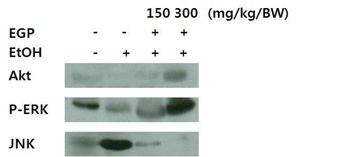 Effects of EGP on ethanol-induced gastric damage