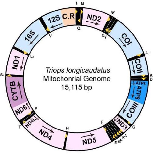 그림 Ⅱ-1-1-35. 긴꼬리투구새우의 전체 미토콘드리아 유전체의 유전자 배열